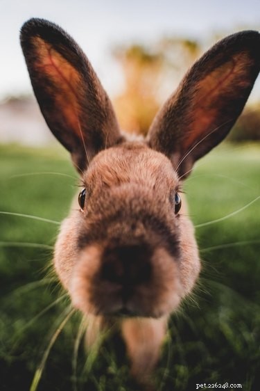 19 Heartwarming Bunny Memes & Photos to Brighten Your Day
