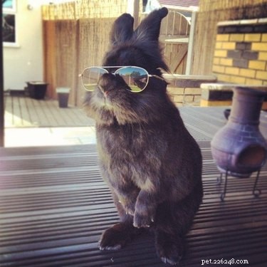 19 Heartwarming Bunny Memes & Photos to Brighten Your Day