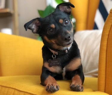 Twitter s Funniest Pet Names: The Most Outrageous Nicknames Trending Now