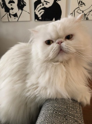 Twitter s Funniest Pet Names: The Most Outrageous Nicknames Trending Now