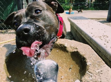 Twitter s Funniest Pet Names: The Most Outrageous Nicknames Trending Now