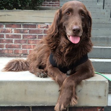Twitter s Funniest Pet Names: The Most Outrageous Nicknames Trending Now