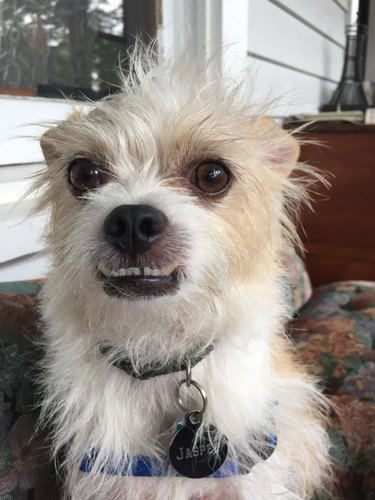 Twitter s Funniest Pet Names: The Most Outrageous Nicknames Trending Now