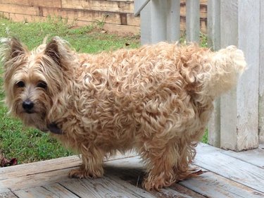 Twitter s Funniest Pet Names: The Most Outrageous Nicknames Trending Now