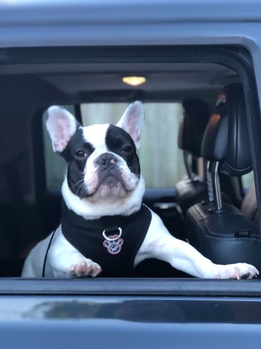 Twitter s Funniest Pet Names: The Most Outrageous Nicknames Trending Now