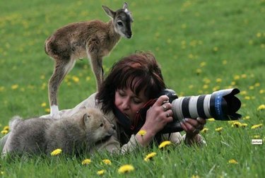 Unexpected Animal Interactions with Wildlife Photographers: 17 Stunning Photos
