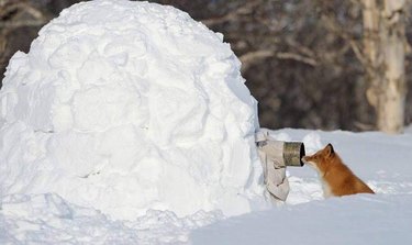 Unexpected Animal Interactions with Wildlife Photographers: 17 Stunning Photos