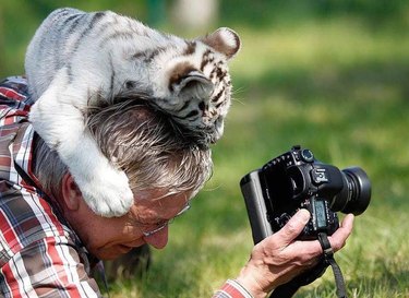 Unexpected Animal Interactions with Wildlife Photographers: 17 Stunning Photos