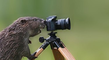 Unexpected Animal Interactions with Wildlife Photographers: 17 Stunning Photos
