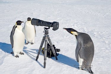 Unexpected Animal Interactions with Wildlife Photographers: 17 Stunning Photos