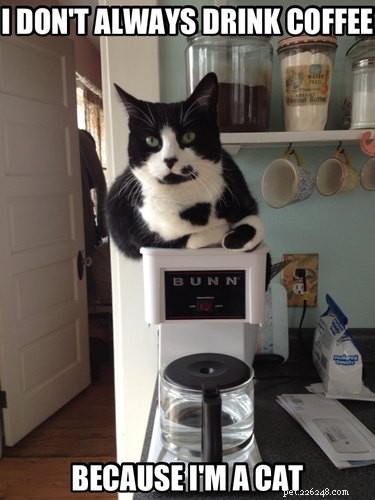 19 Authentic Pet Memes That Will Make You Laugh
