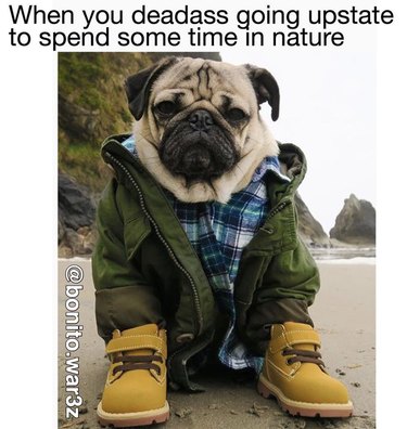 19 Authentic Pet Memes That Will Make You Laugh