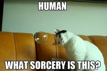 19 Authentic Pet Memes That Will Make You Laugh