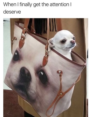 19 Authentic Pet Memes That Will Make You Laugh