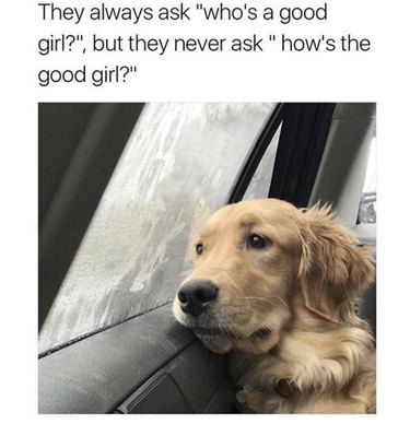 19 Authentic Pet Memes That Will Make You Laugh
