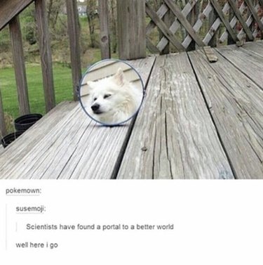19 Authentic Pet Memes That Will Make You Laugh