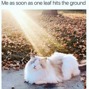 19 Authentic Pet Memes That Will Make You Laugh