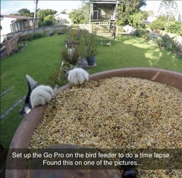 19 Authentic Pet Memes That Will Make You Laugh