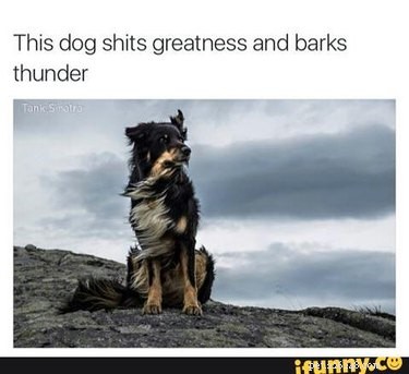 19 Authentic Pet Memes That Will Make You Laugh