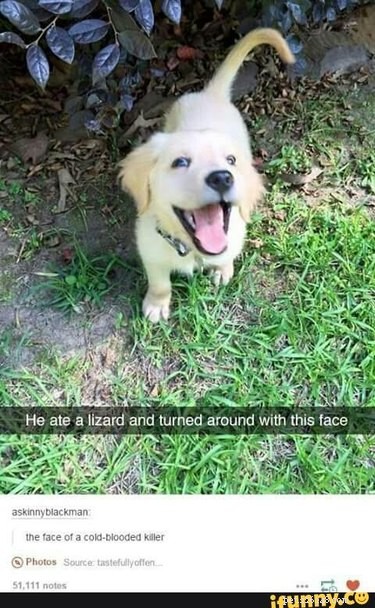 19 Authentic Pet Memes That Will Make You Laugh