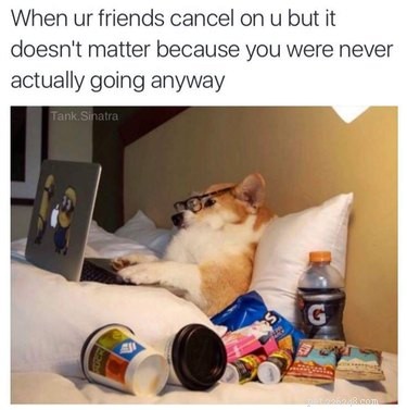 19 Authentic Pet Memes That Will Make You Laugh