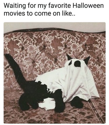 19 Authentic Pet Memes That Will Make You Laugh
