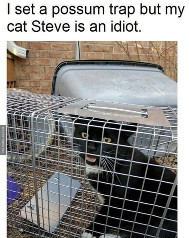 19 Authentic Pet Memes That Will Make You Laugh
