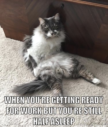 19 Authentic Pet Memes That Will Make You Laugh