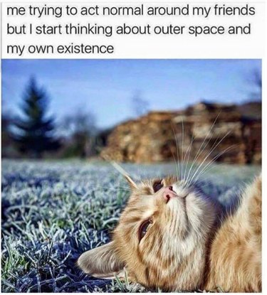 19 Authentic Pet Memes That Will Make You Laugh