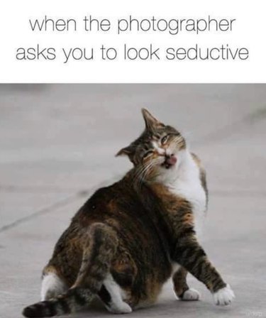19 Authentic Pet Memes That Will Make You Laugh