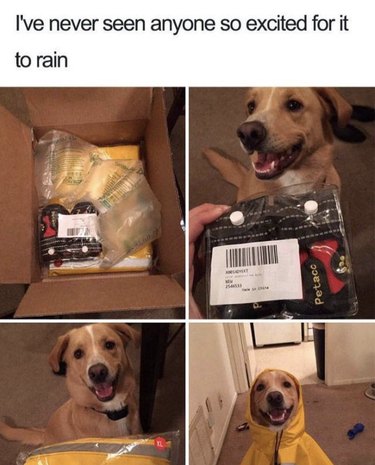 19 Authentic Pet Memes That Will Make You Laugh
