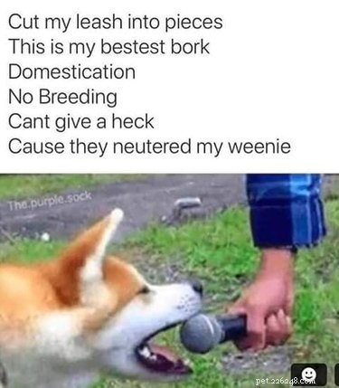 19 Authentic Pet Memes That Will Make You Laugh