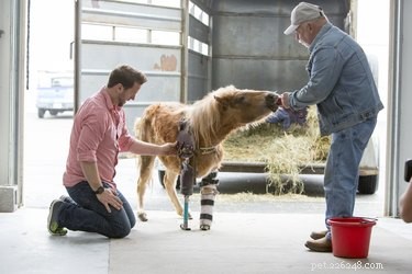 Prosthetic Plastics: 14 Pets Thrive With Cutting-Edge Mobility Solutions