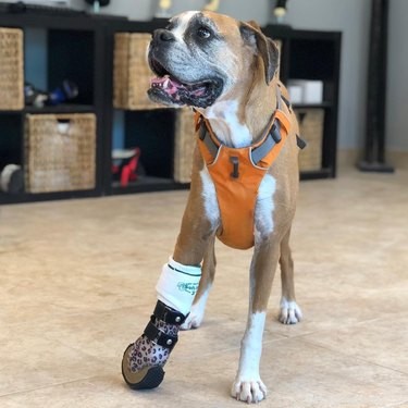 Prosthetic Plastics: 14 Pets Thrive With Cutting-Edge Mobility Solutions