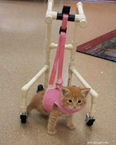 Prosthetic Plastics: 14 Pets Thrive With Cutting-Edge Mobility Solutions