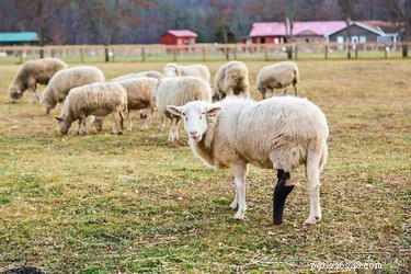 Prosthetic Plastics: 14 Pets Thrive With Cutting-Edge Mobility Solutions