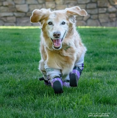 Prosthetic Plastics: 14 Pets Thrive With Cutting-Edge Mobility Solutions