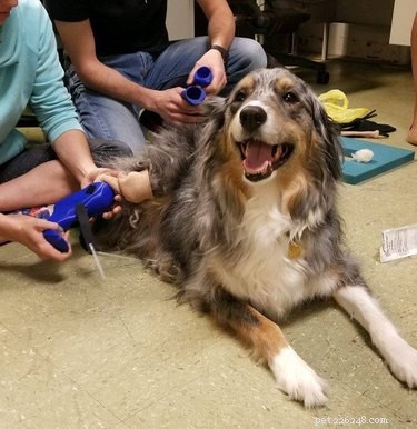 Prosthetic Plastics: 14 Pets Thrive With Cutting-Edge Mobility Solutions