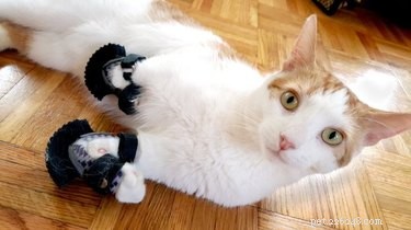 Prosthetic Plastics: 14 Pets Thrive With Cutting-Edge Mobility Solutions