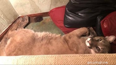 Woman Claims She Guided a Sleeping Cougar Out of Her Home Using Psychic Techniques