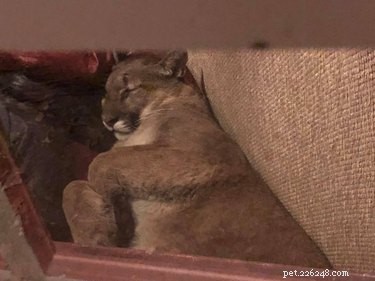 Woman Claims She Guided a Sleeping Cougar Out of Her Home Using Psychic Techniques