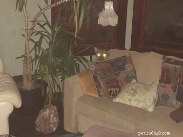 Woman Claims She Guided a Sleeping Cougar Out of Her Home Using Psychic Techniques