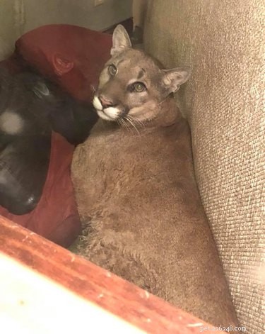 Woman Claims She Guided a Sleeping Cougar Out of Her Home Using Psychic Techniques