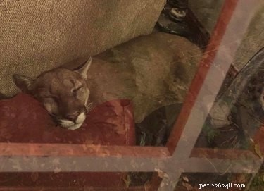 Woman Claims She Guided a Sleeping Cougar Out of Her Home Using Psychic Techniques