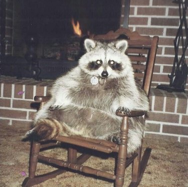 20 Raccoons Who Overindulged in Dumpster Food: A Humorous Look