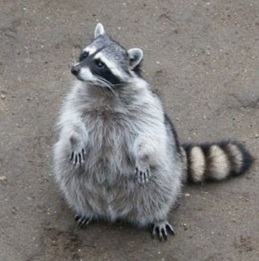 20 Raccoons Who Overindulged in Dumpster Food: A Humorous Look