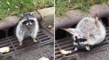 20 Raccoons Who Overindulged in Dumpster Food: A Humorous Look