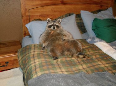 20 Raccoons Who Overindulged in Dumpster Food: A Humorous Look