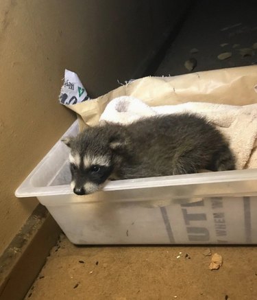 20 Raccoons Who Overindulged in Dumpster Food: A Humorous Look