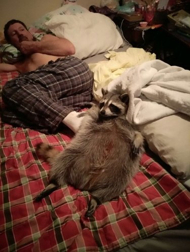 20 Raccoons Who Overindulged in Dumpster Food: A Humorous Look